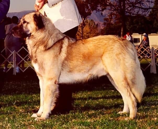 Anatolian Shepherd Drache Show Stack