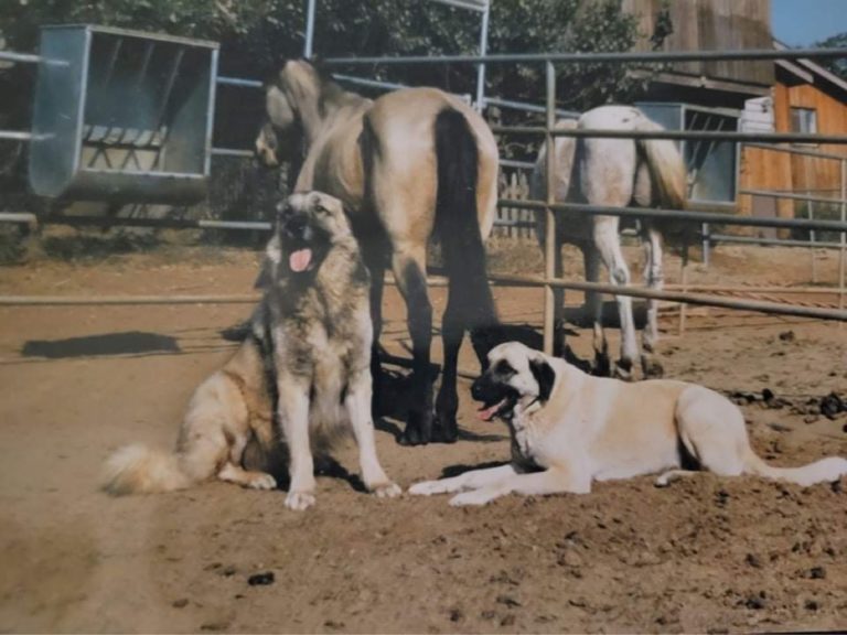 Anatolian Shepherd Drache