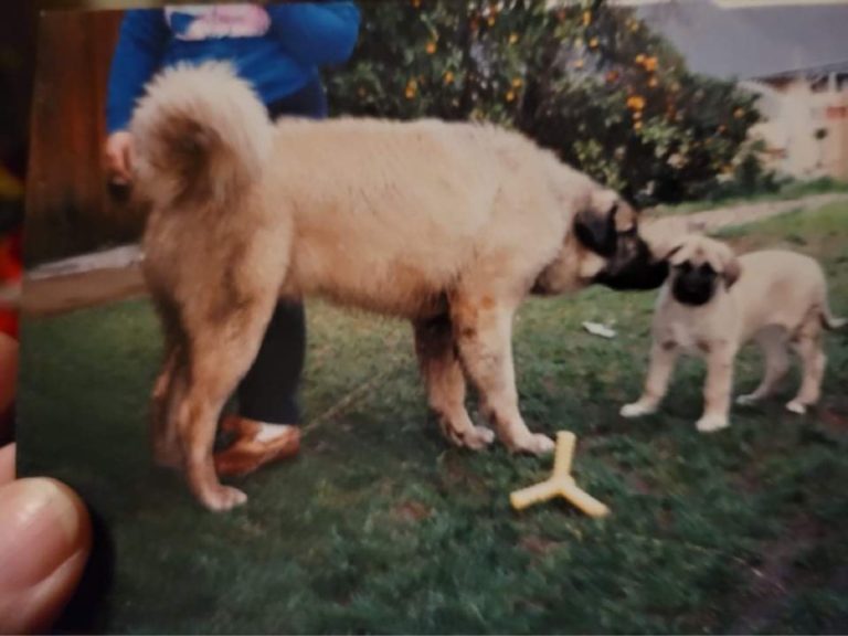 Anatolian Shepherd Drache with Puppy