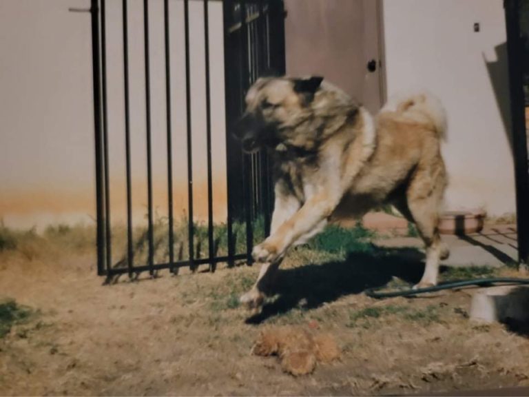 Anatolian Shepherd Running Drache