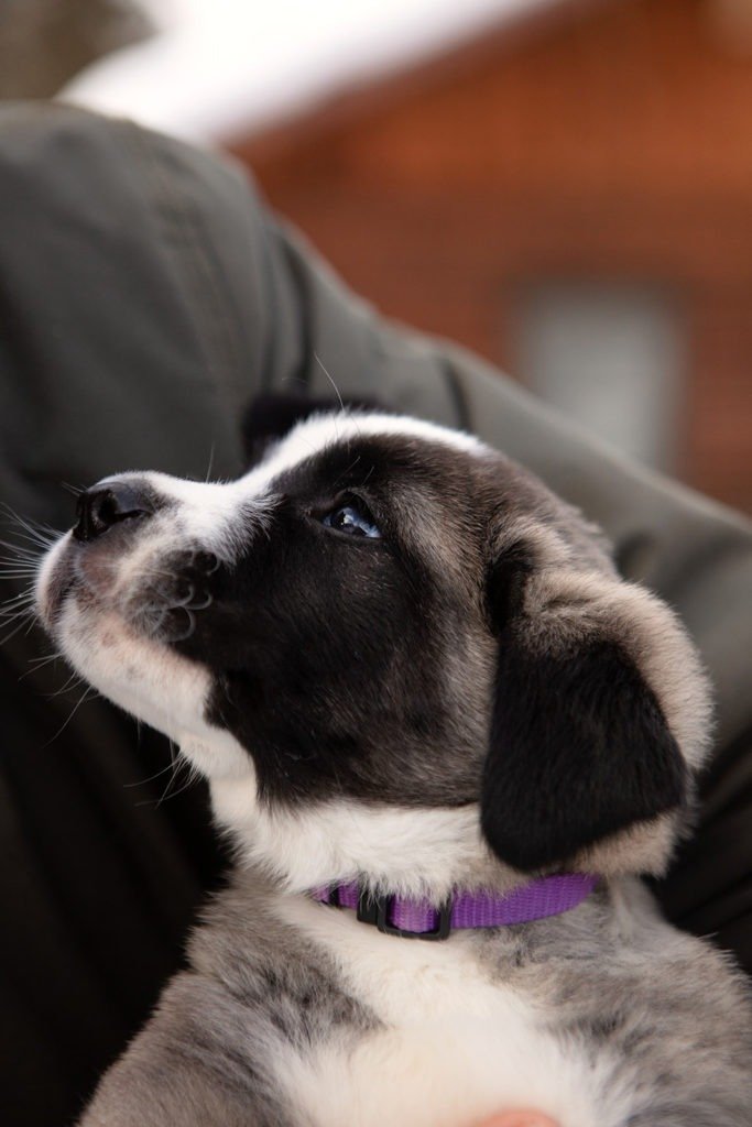 anatolian shepherd puppies black