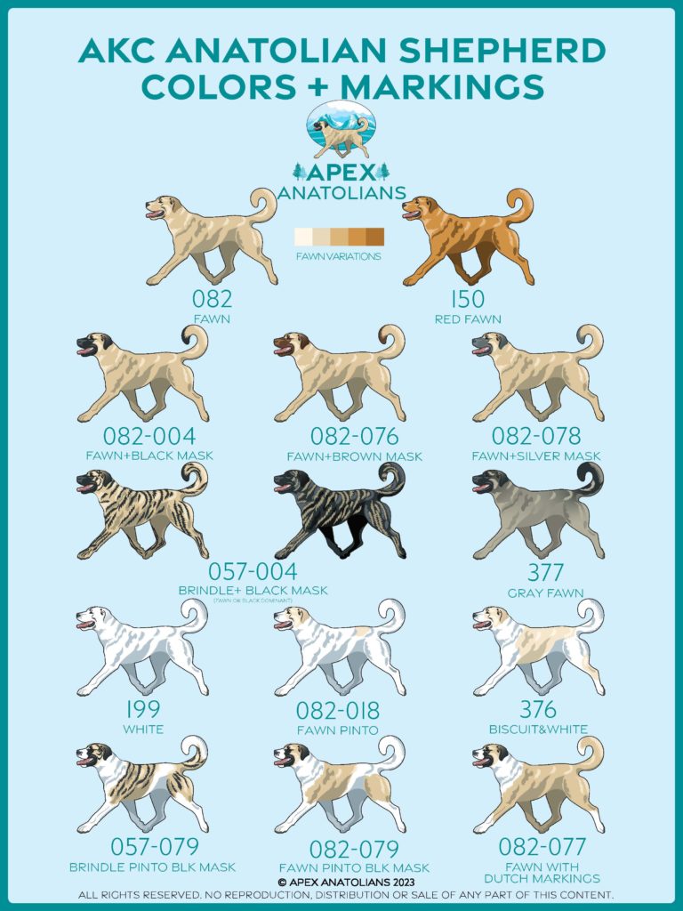 Chart of AKC Anatolian Shepherd Colors and Markings © Apex Anatolians, All Rights Reserved