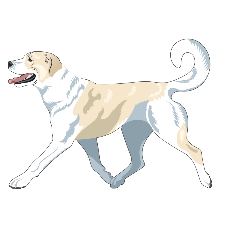 Biscuit White Anatolian Shepherd Dog © Apex Anatolians, All Rights Reserved
