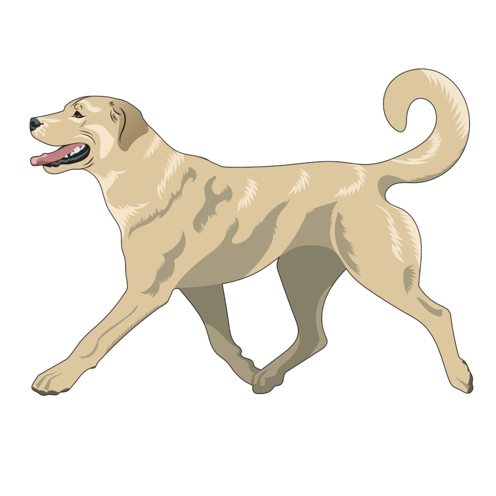 Akc store anatolian shepherd