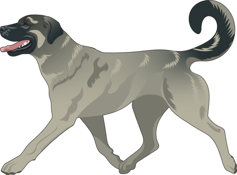 Gray Fawn Anatolian Shepherd Dog © Apex Anatolians, All Rights Reserved