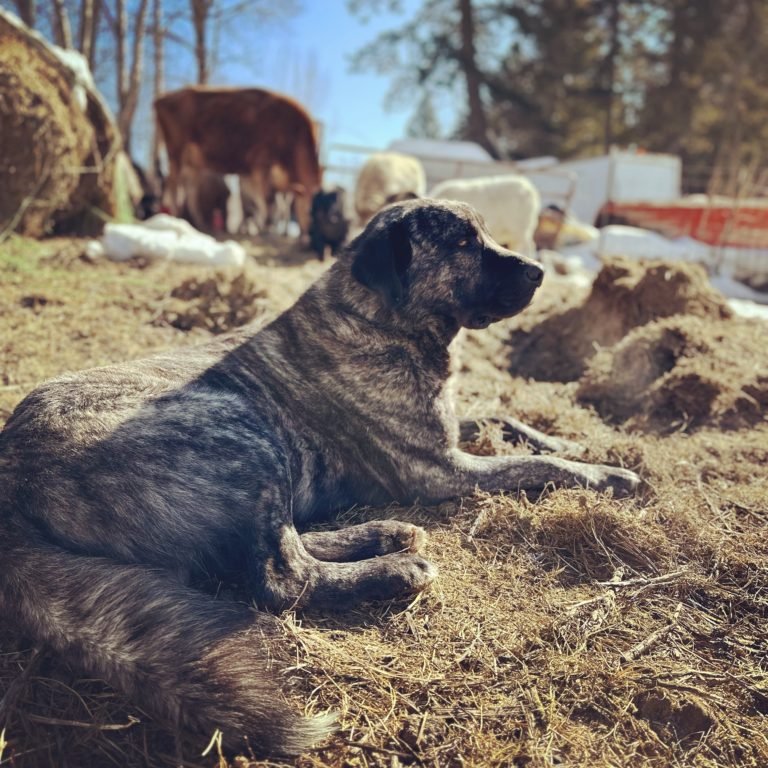 Ares resting with the herd