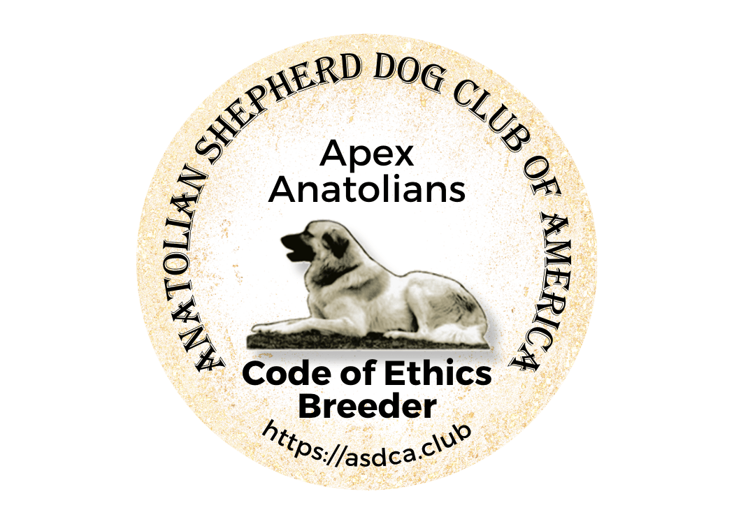 Anatolian shepherd dog 2024 club of america