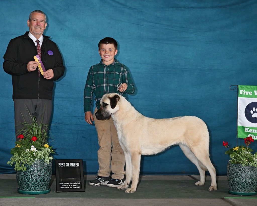 Sam and Daisy win Best of Breed