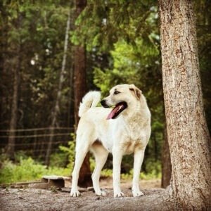 Xena