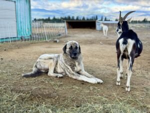 Demir and goats