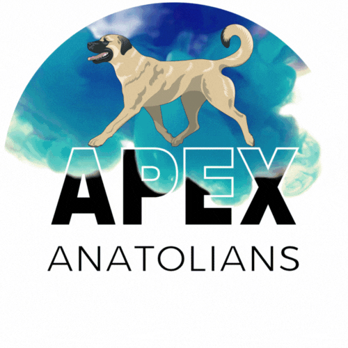 Apex Anatolians - AKC Anatolian Shepherd Dogs