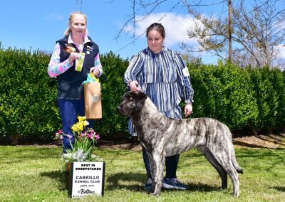 Brindle Anatolian Shepherd Puppy wins Best Puppy in Sweepstakes, April 2024