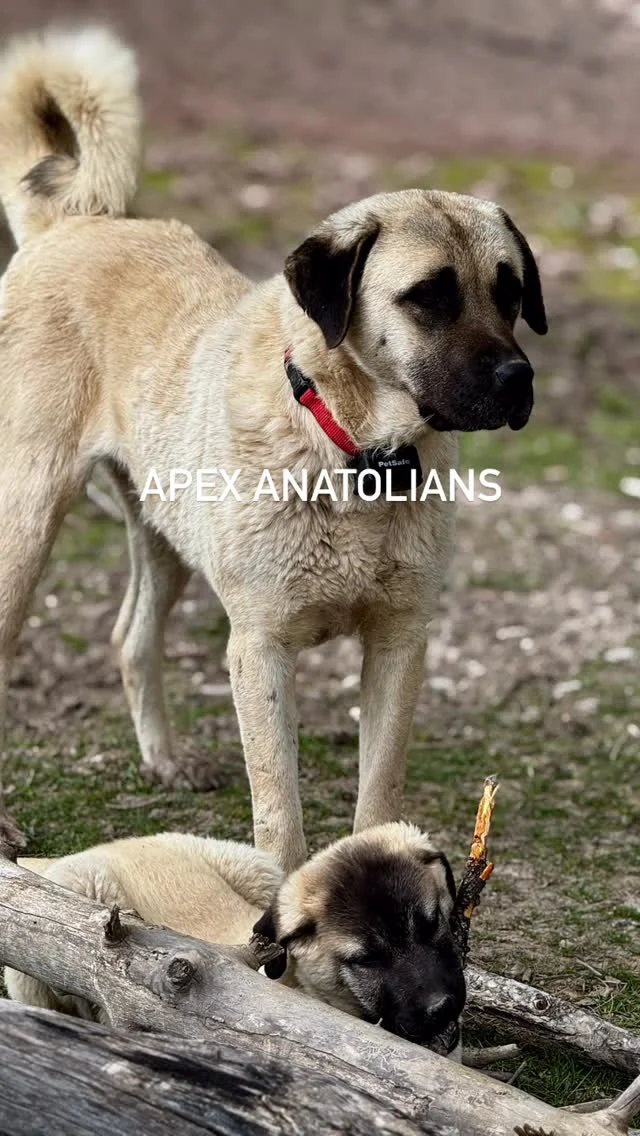 How Big Do Anatolian Shepherds Get? - Apex Anatolians - AKC