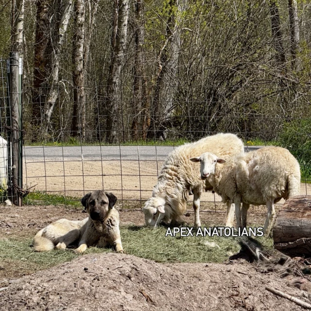 How Big Do Anatolian Shepherds Get? - Apex Anatolians - AKC