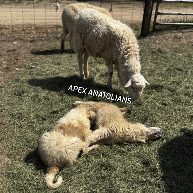 How Big Do Anatolian Shepherds Get? - Apex Anatolians - AKC